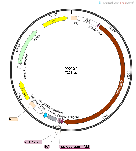 载体图谱